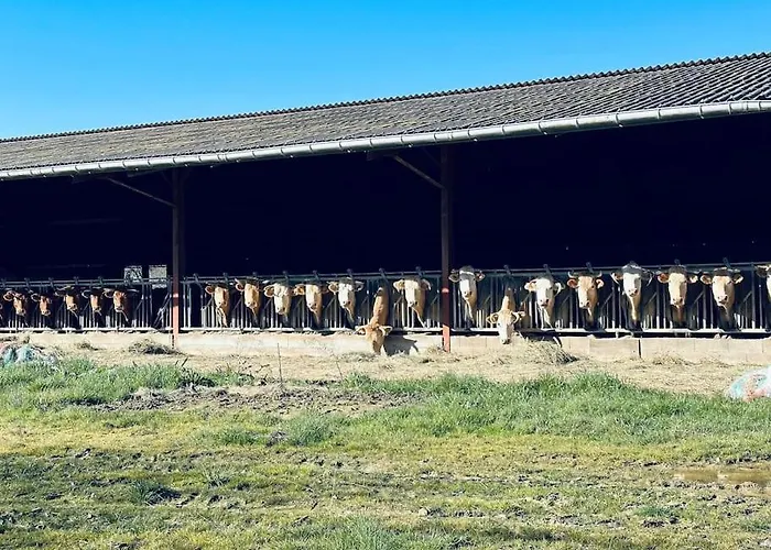 Magnifique Maison Avec Piscine Au Calme Du Gers