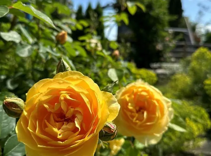 Magnifique Maison Avec Piscine Au Calme Du Gers Ferienhaus Pouydraguin