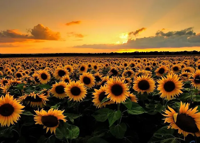 Ferienhaus Magnifique Maison Avec Piscine Au Calme Du Gers