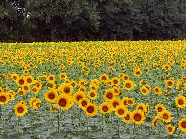 Magnifique Maison Avec Piscine Au Calme Du Gers Ferienhaus